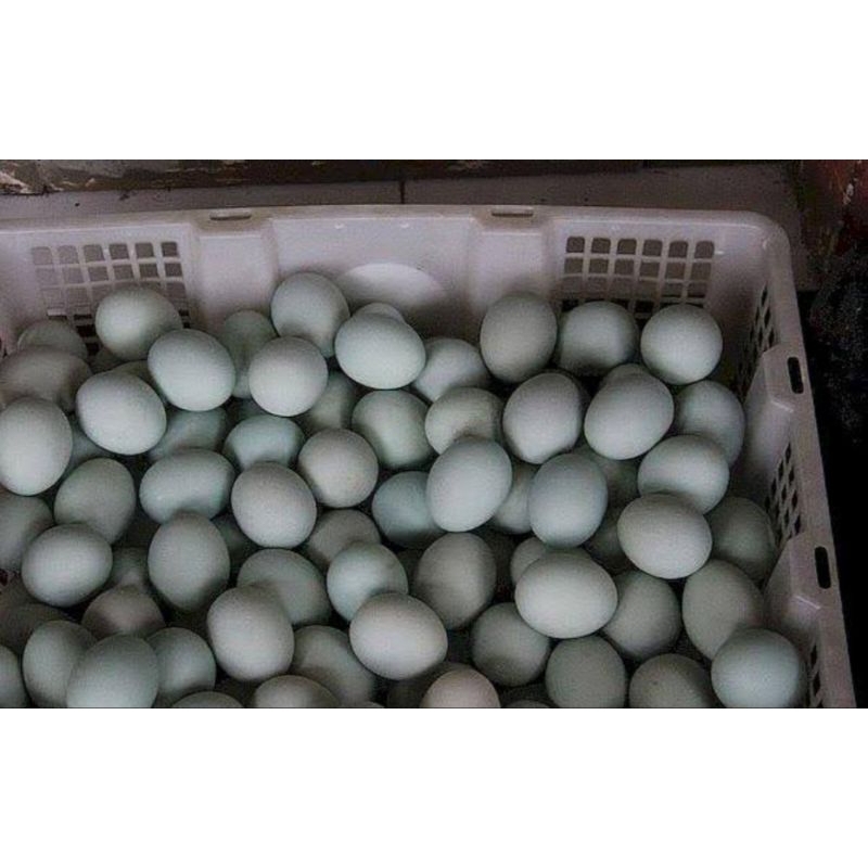 

Telur Asin Bebek Kaya Manfaat Enak Guruih 1 Kg isi 10