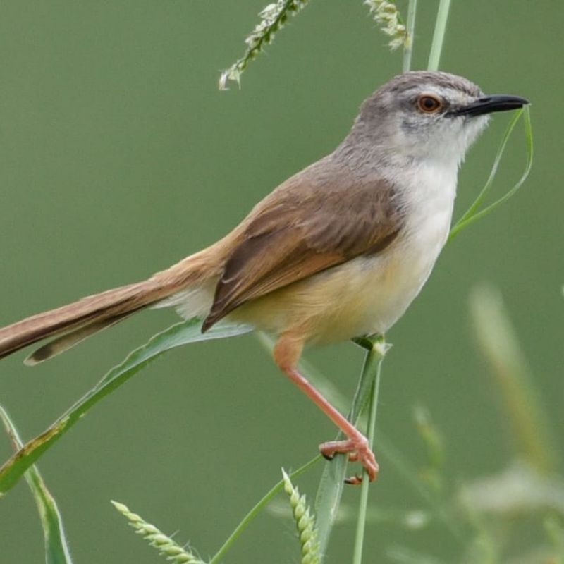 Burung ciblek sawah ( ciwah ) pilihn jantan istimewa