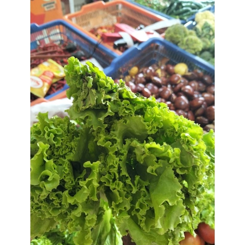 

SELADA LALAPAN FRESH