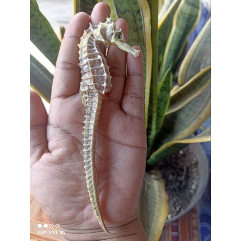 Kuda Laut Kering JUMBO Asli dari Laut Jawa (1pcs)