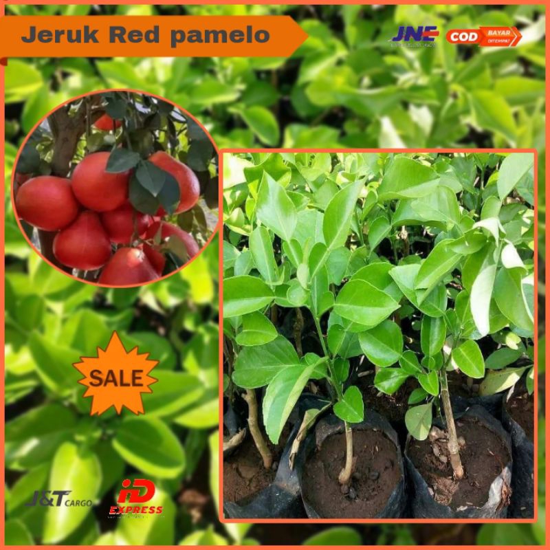 Bibit Jeruk Bali Red Pamelo / Pamelo Merah (Rimbun)