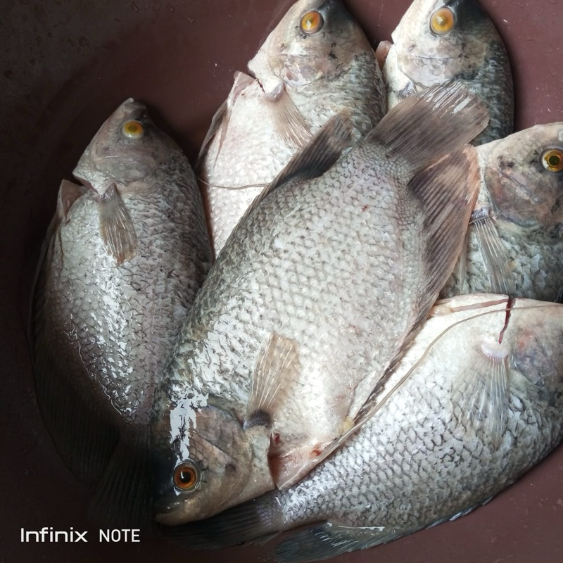 

Ikan Gurame