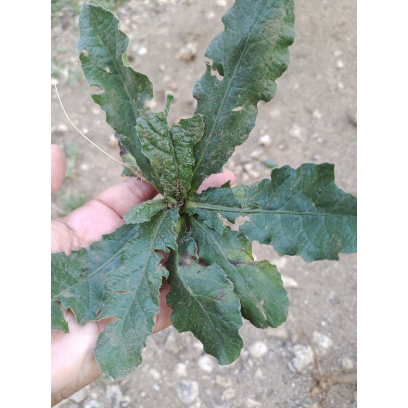 

Daun Tapak Liman 1000 gram