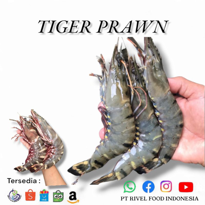 

Udang Tiger Prawn / Pancet 1 pack isi 13-15 Ekor Kualitas Export