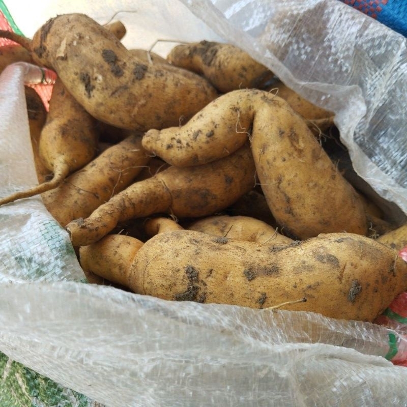 

ubi madu cilembu