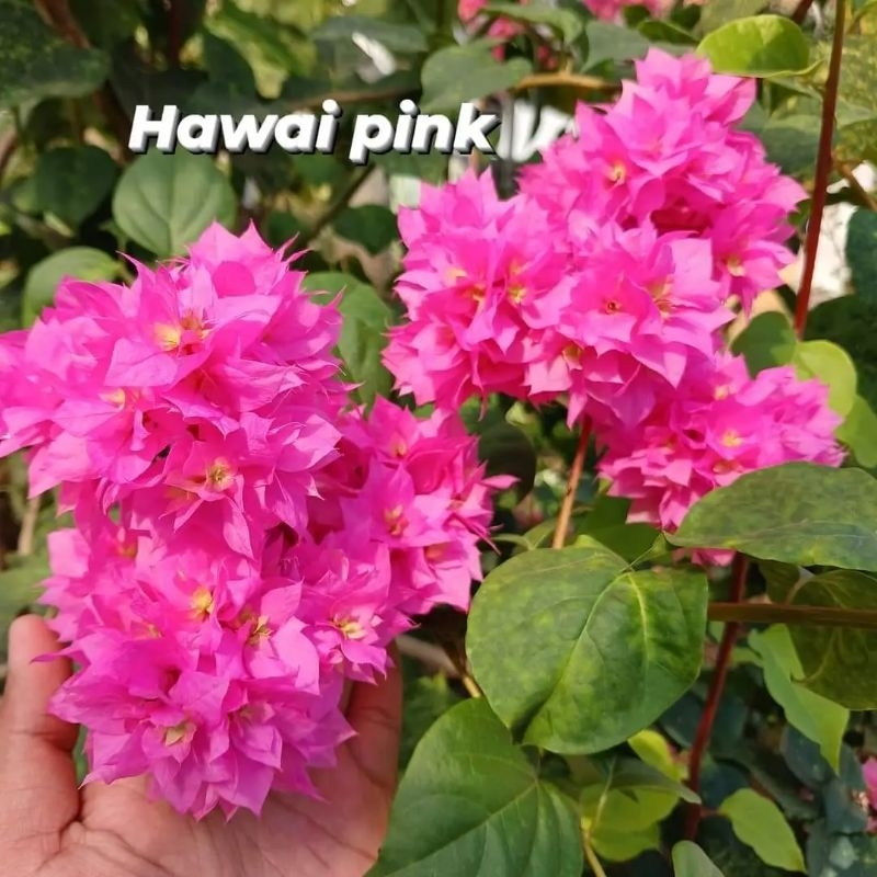 BOUGENVILLE BAHAN STEK DAN ENTRES HAWAI PINK