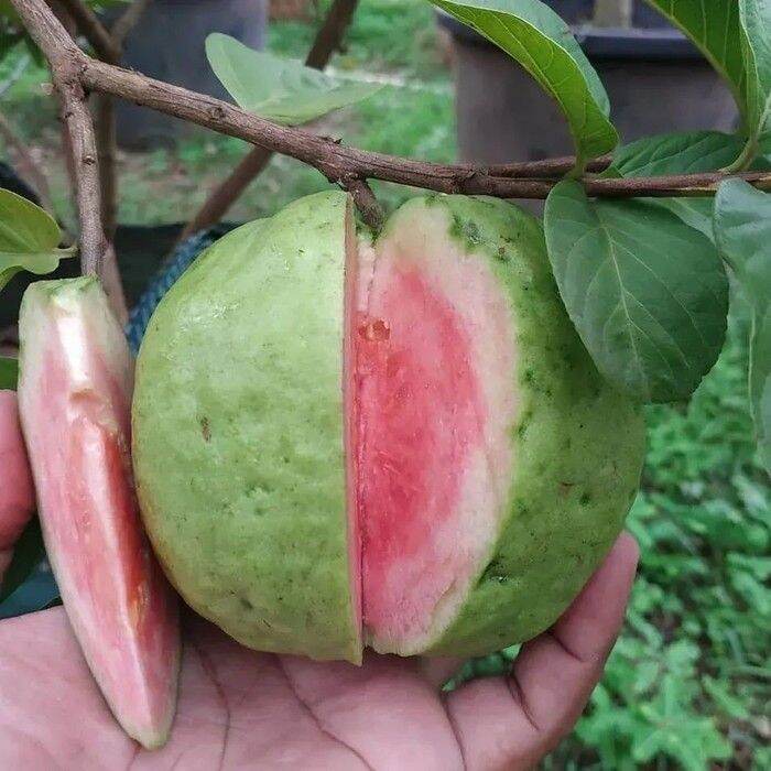 

Jambu Cristal Merah Fresh dari Pohon 1 Kg