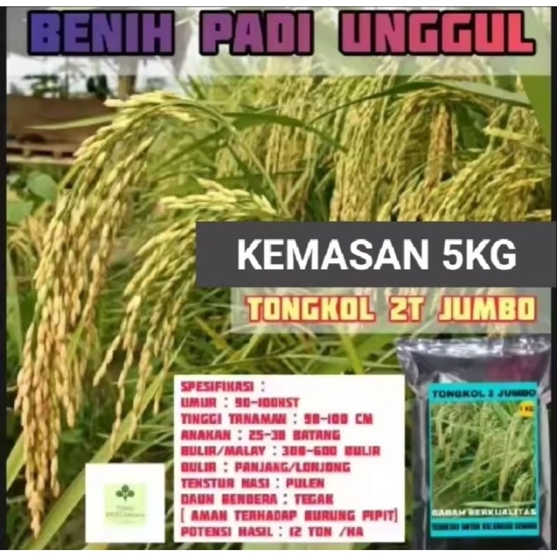 BENIH BIBIT PADI UNGGUL T2 TONGKOL KEMASAN 5KG