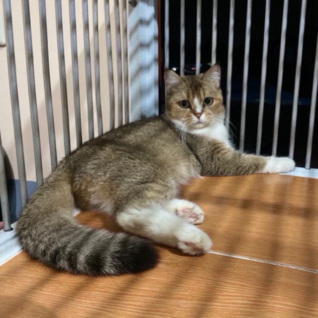 BSH kucing