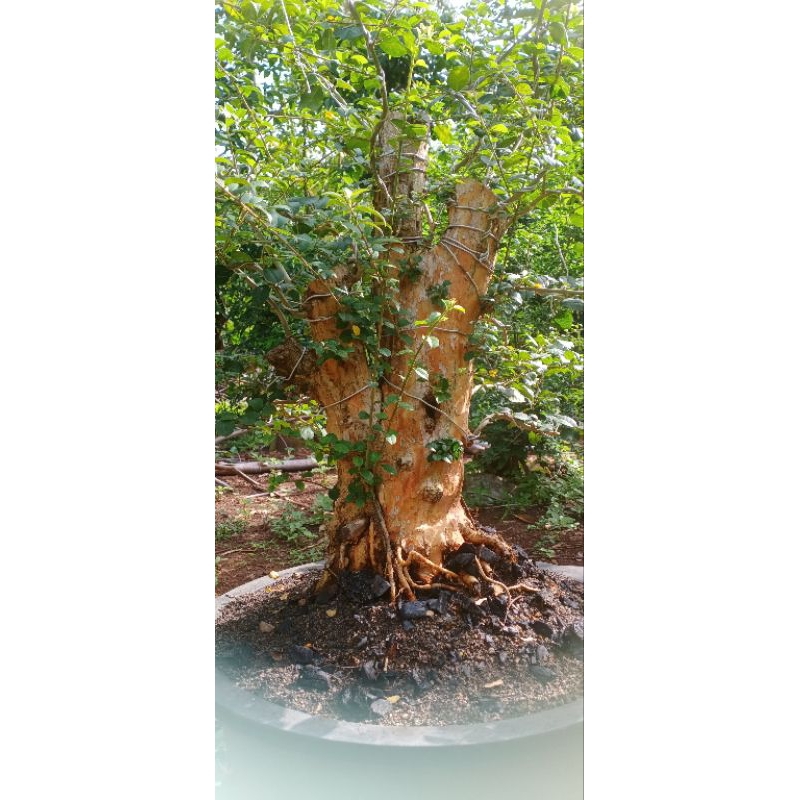 bahan bonsai sisir jumbo bogel