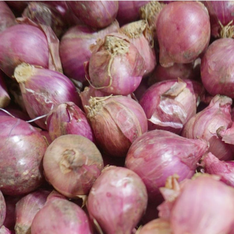 

KEBUN_SUBUR - Bibit 10 Biji Sayur Bawang Merah