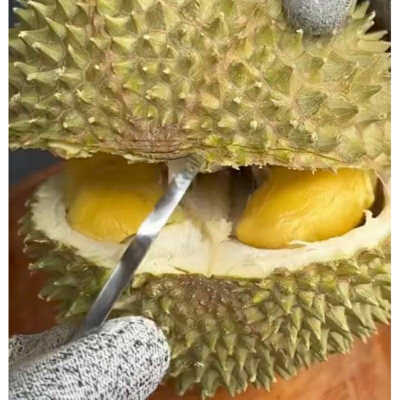 

Durian bulatan lokal maja / butiran / gelondongan