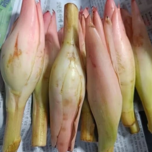 

Bunga Kecombrang / Honje / kecombrang / kincung 250gr