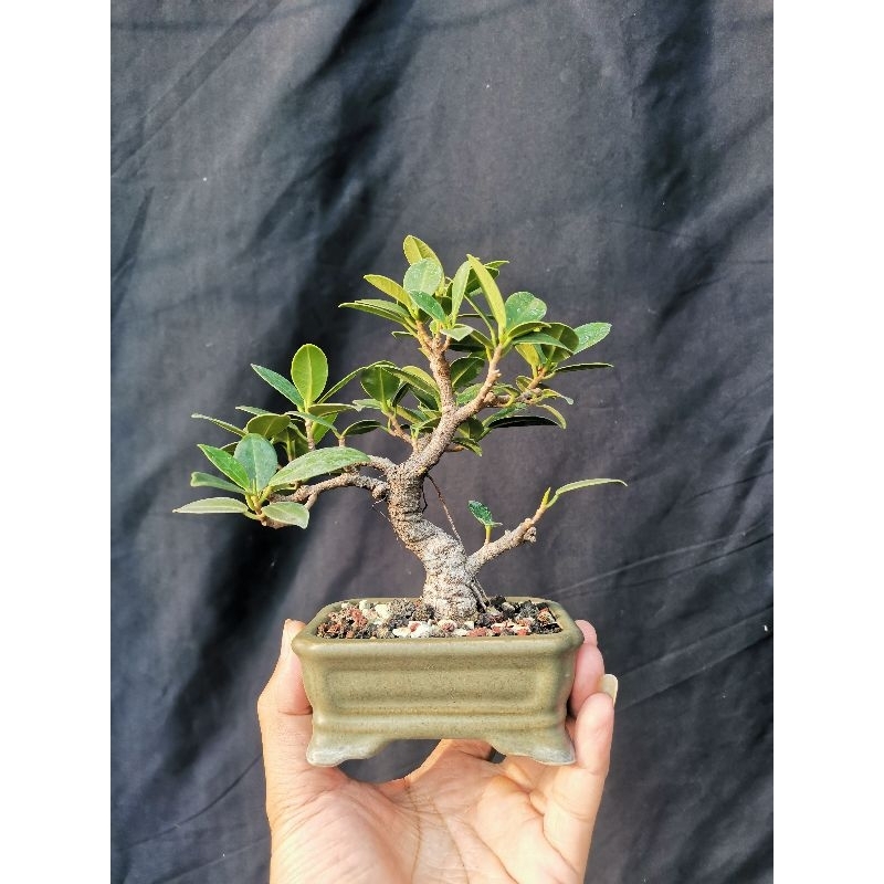 Bahan bonsai Mame Beringin dolar
