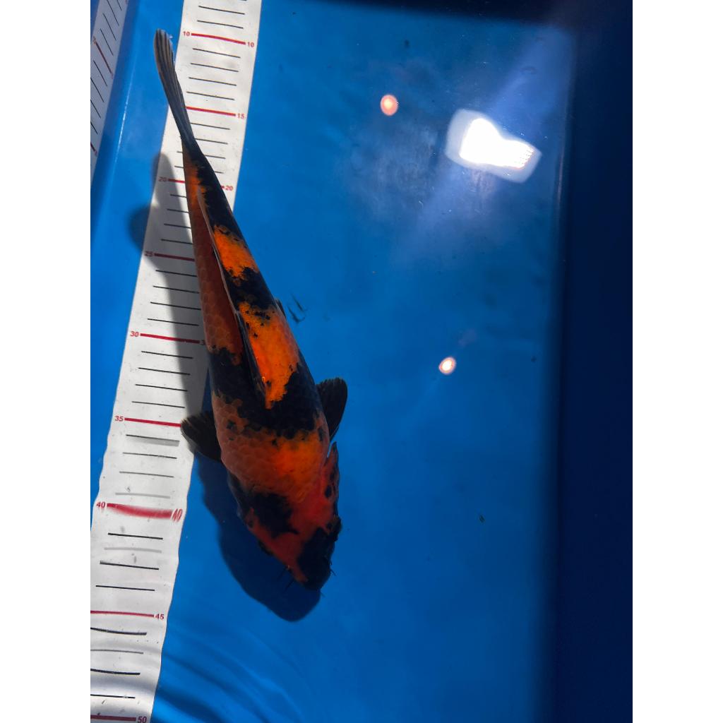 (READY AKF) Koi Hi Utsuri Calon Jumbo Badak Air Sirip Kanan Kiri Ekor Hitam Pekat - AKF Farm