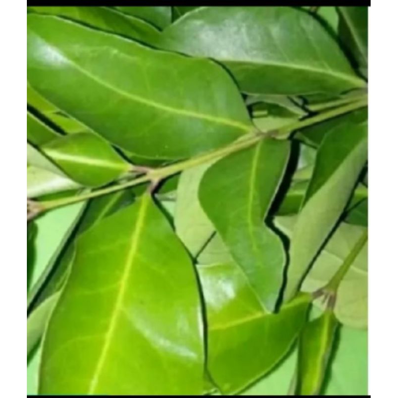 

Daun salam segar langsung petik dari pohon/bumbu masak 250 gram