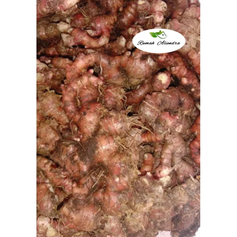JAHE MERAH/JAHE MERAH SEGAR/JAHE MERAH FRESH/FRESH RED GINGER/JAHE MERAH RIMPANGAN