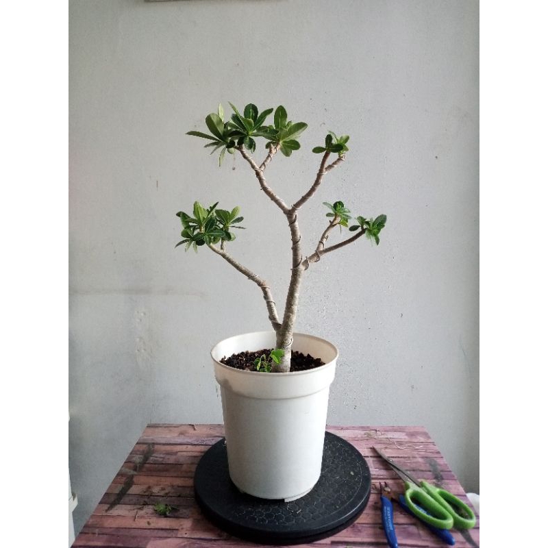 Tanaman adenium RCN cutting