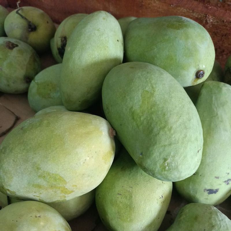 

Mangga Indramayu fresh