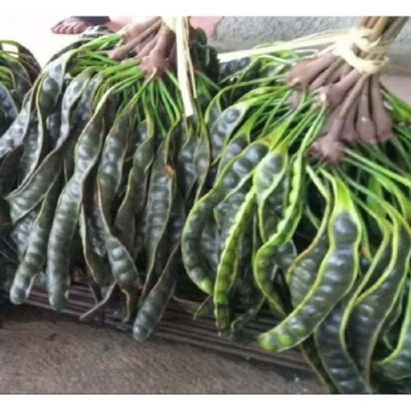 

PETAI MATANG POHON ISI 10 PAPAN