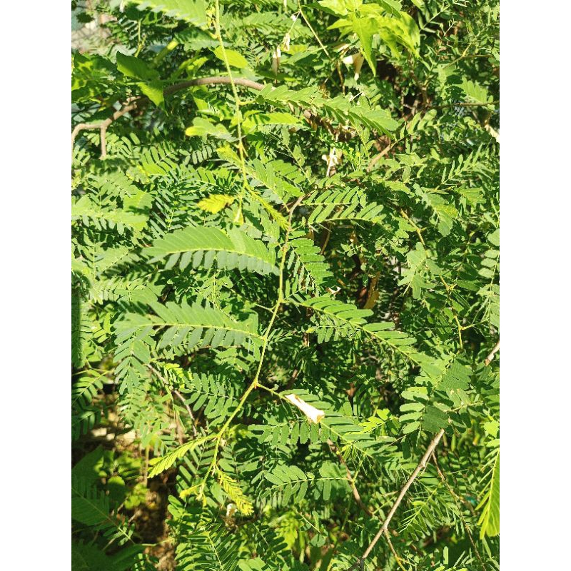 

Daun Sinom Asam Jawa 100 gram Java Tamarine Leaves.