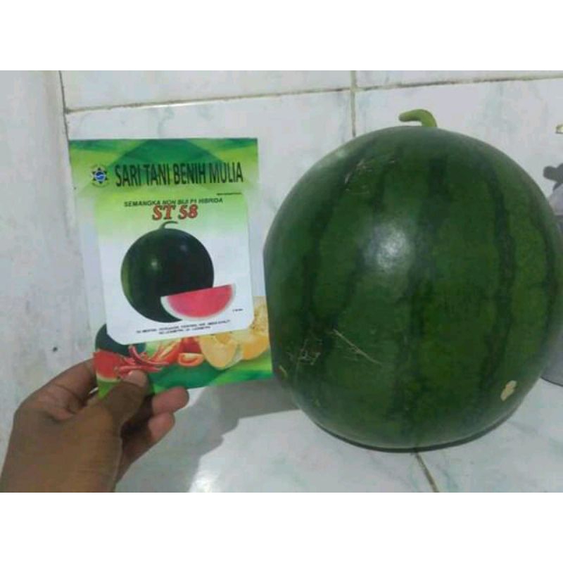 Benih Non Biji Semangka Jumbo Kulit Gelap ST 58 F1 isi Benih 20 gram /360-370 butir Kadaluarsa 2026 