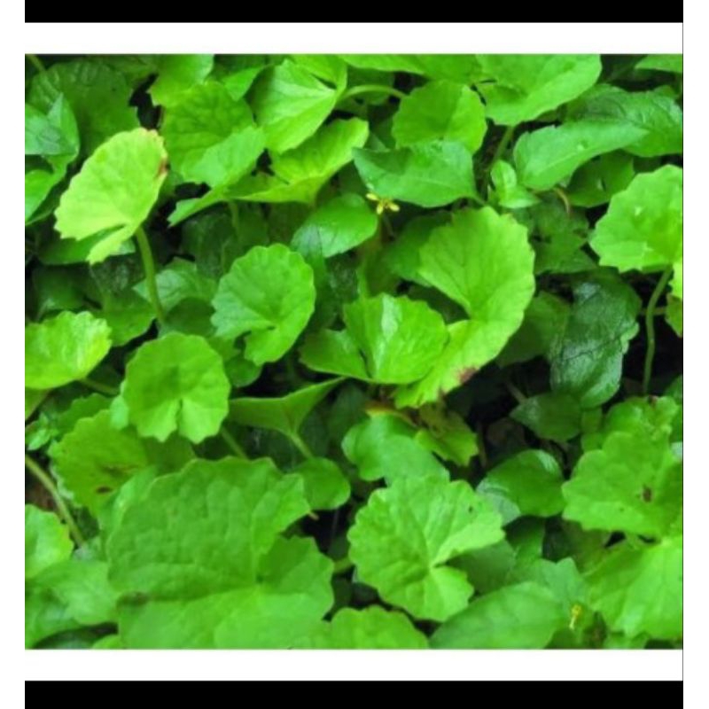 

Daun Pegagan daun antanan segar 250gram Lalapan Daun Antanan