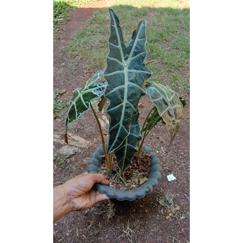 Tanaman hias hidup caladium amazon/keladi Amazon/ keladi tengkorak