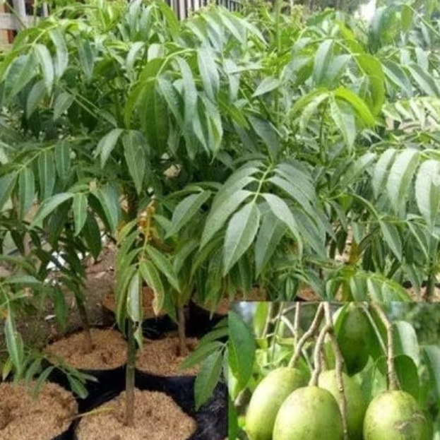 Bibit / Tanaman Kedondong