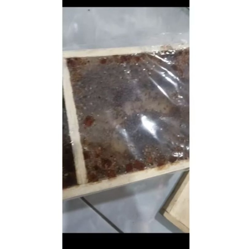 BIBIT TRIGONA LEVICEP