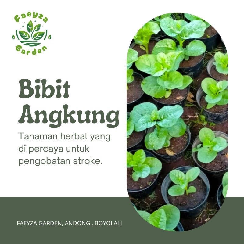 [FAEYZA GARDEN] Bibit Angkung/Tanaman Angkung untuk Stroke/Tanaman Obat Herbal