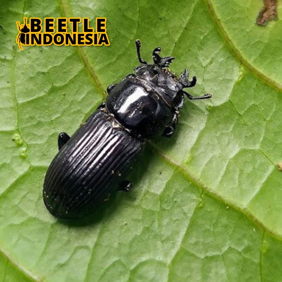 Kumbang Capit Nigidius Lewisi