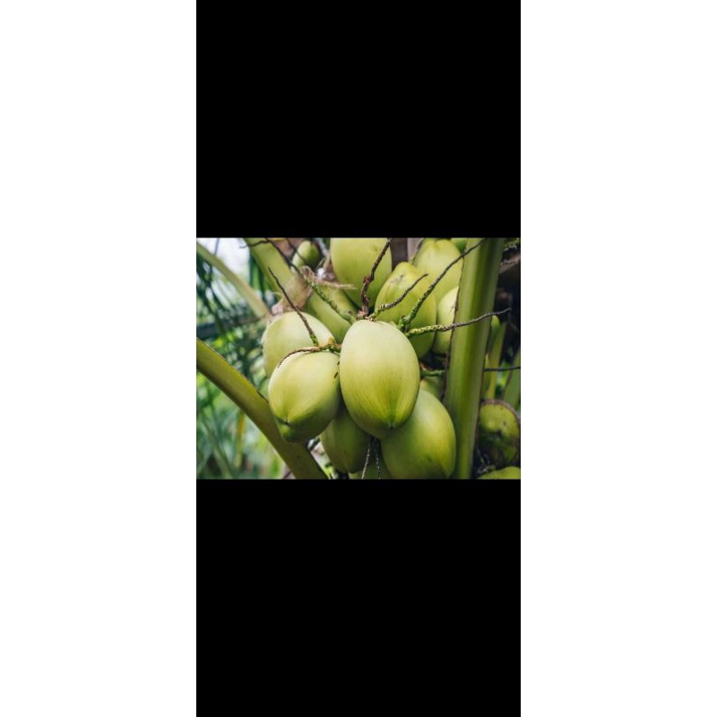 

kelapa muda hijau