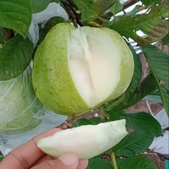 Bibit cangkok jambu kristal JUMBO non biji