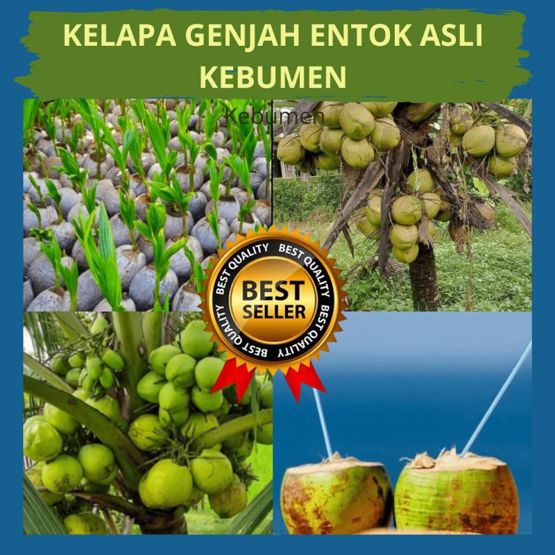 Kelapa Kuning Pendek, Bibit Kelapa Kopyor Madu, Bibit Kelapa Kecil isi 5 bibit