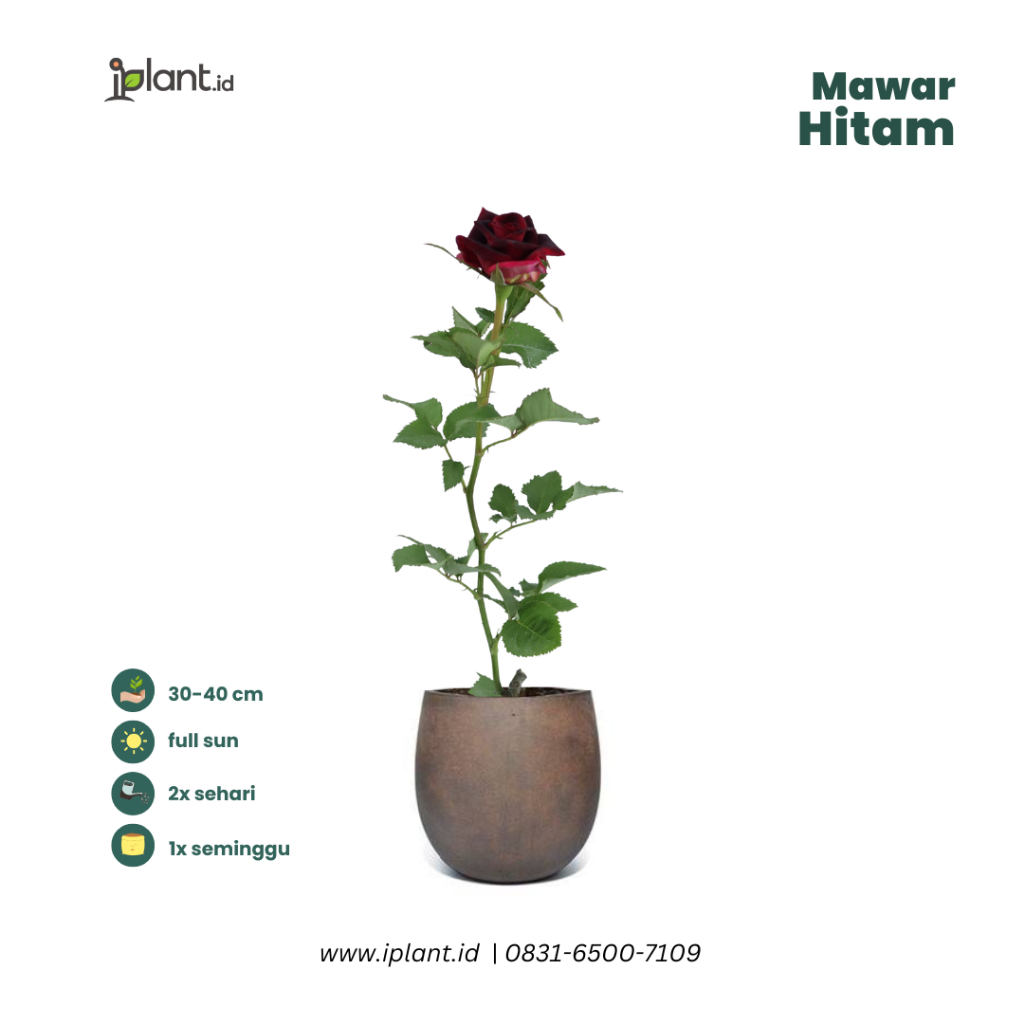 Tanaman Bunga Mawar Hitam