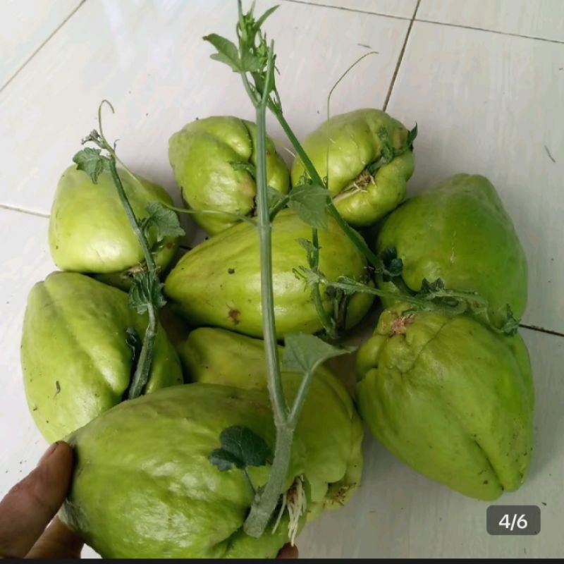 

benih labu siam siap tanam Rp7000