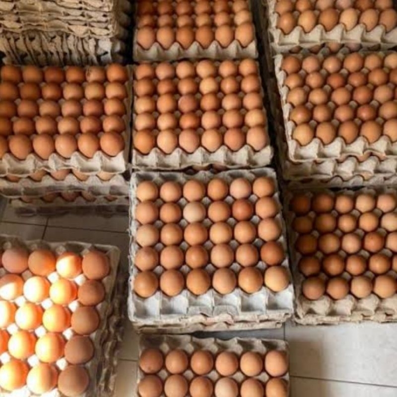 

Reseller telur ayam kampung