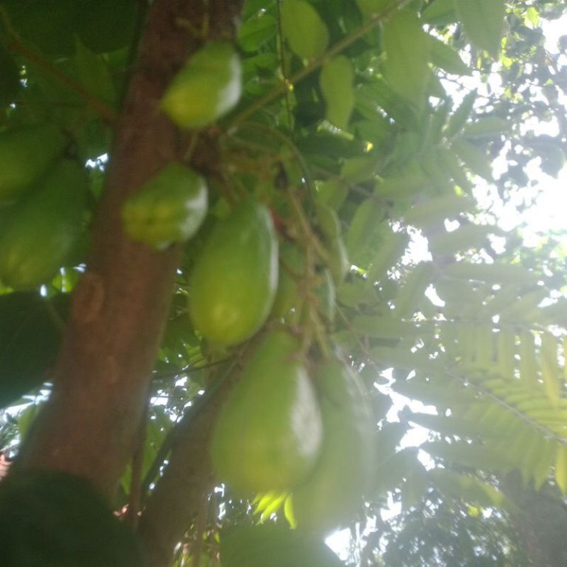 

Buah belimbing wuluh sayur