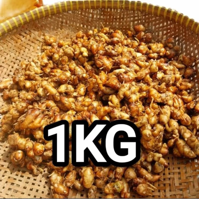 

KENCUR 1kg SUPER KUALIATS BAGUS PASAKAN DAPUR SEBLAK