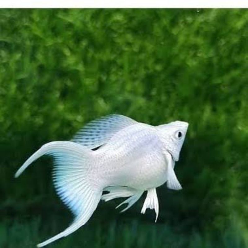 Ikan Molly Platinum