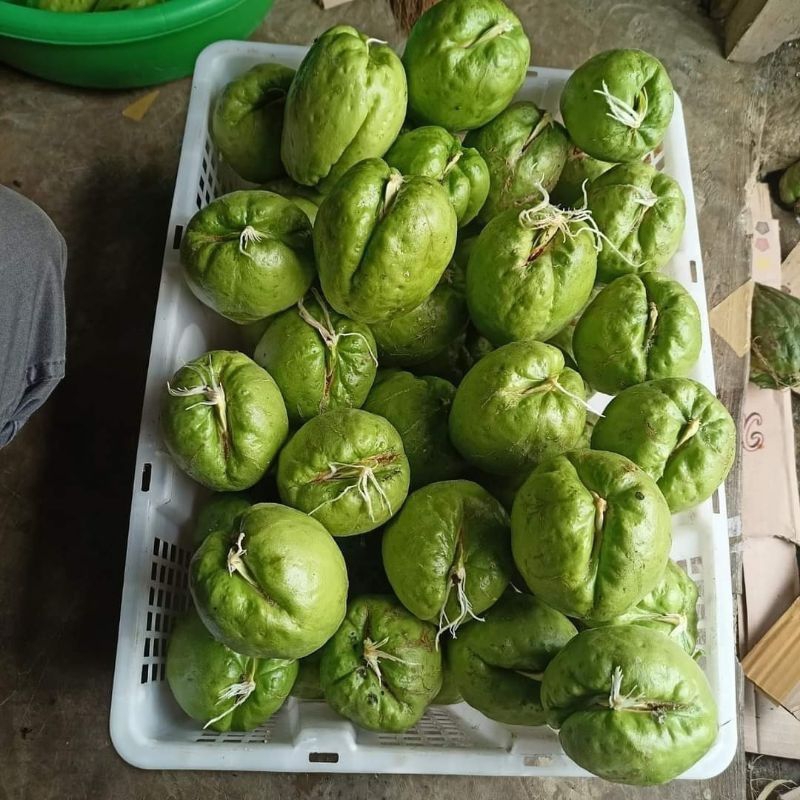 

Benih bibit labu Siam per butir siap tanam