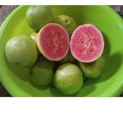 

JAMBU BIJI MERAH 500g