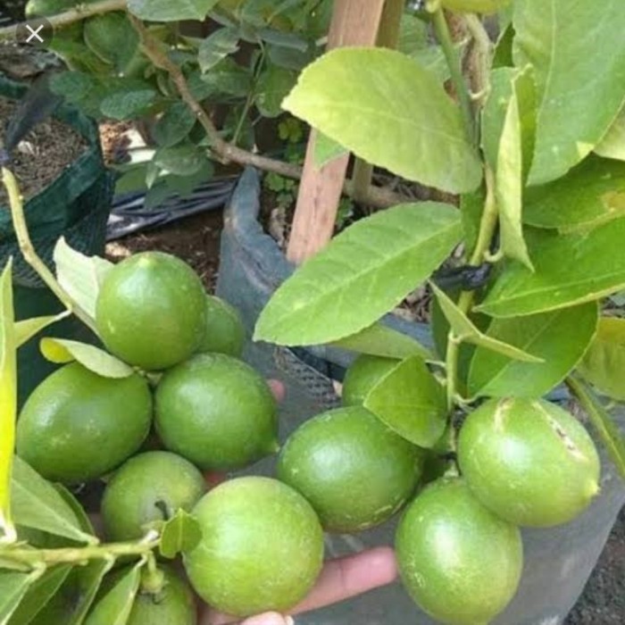 Bibit Jeruk Lemon Tea / Lemon Lokal Unggulan /Cepat Berbuah