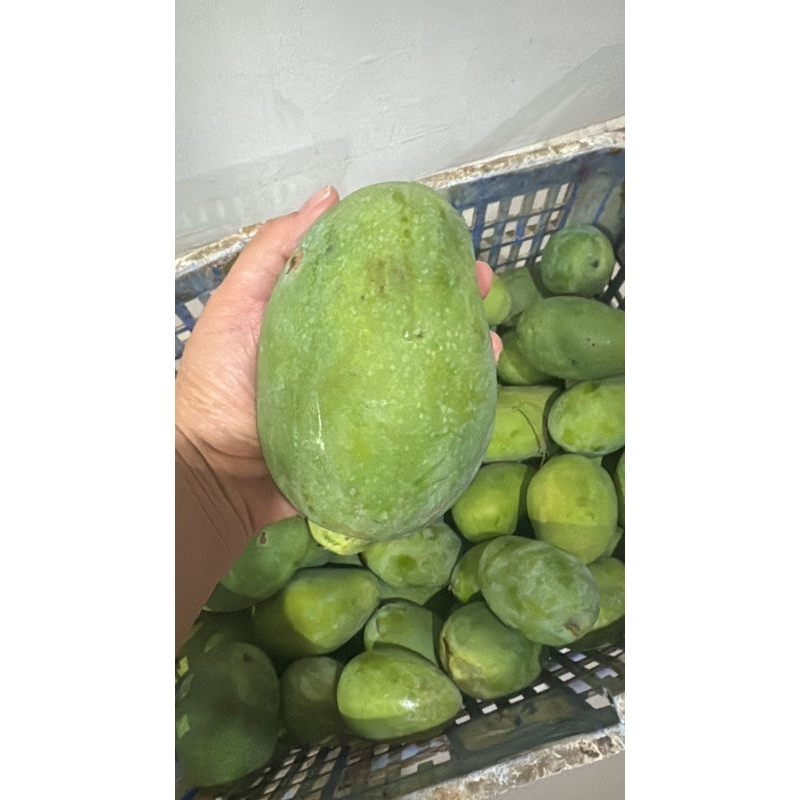 

MANGGA GADUNG MASAK POHON