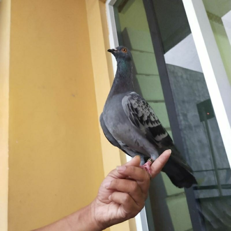 Burung Dara Merpati Tinggian Sepasang Jantan Betina Giring Keras Keket