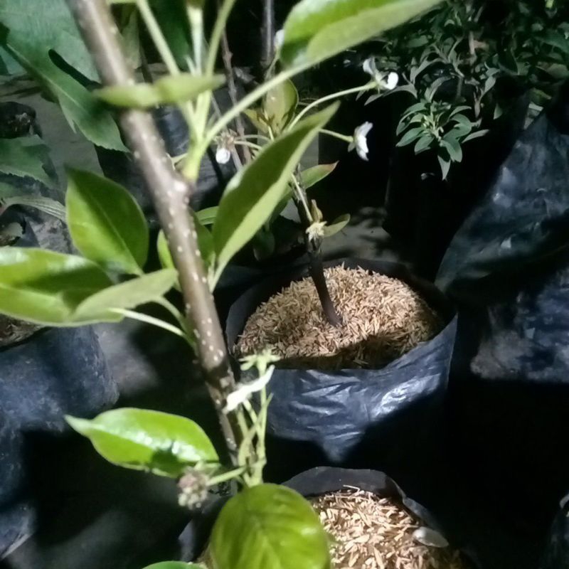 

Bibit Buah Pir
