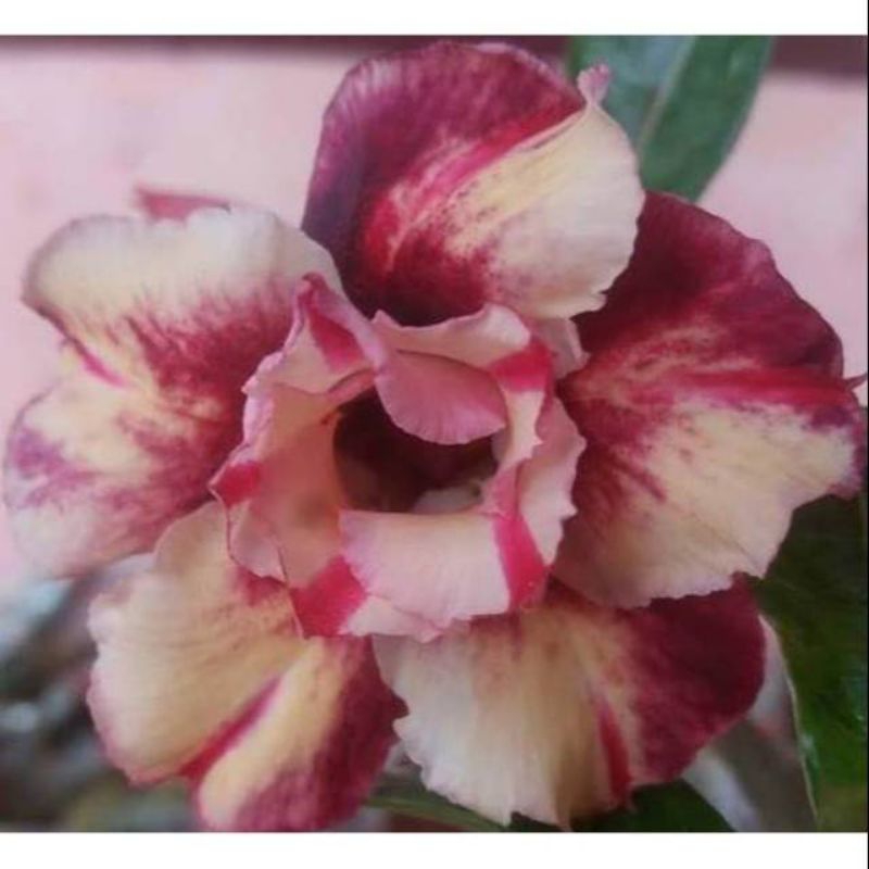 Tamanan hias adenium bunga jepang LEMBAYUNG -  bibit adenium obesum