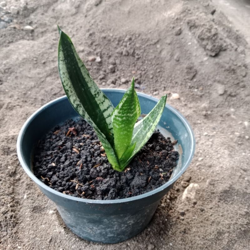 Sansevieria Whitney