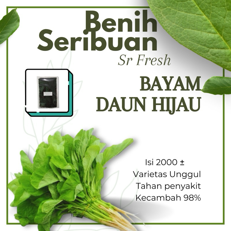 

± 2000 Biji Bibit Bayam Hijau Maestro Benih Sayuran Unggul Berkualitas Super Tanaman Sayur Seribuan Cap panaj merah maestro